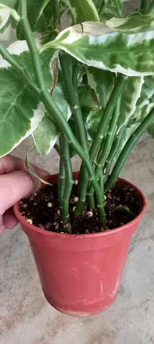 Продам педилантус варегатный