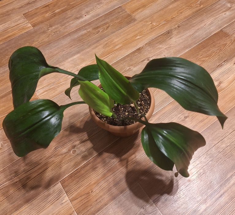 Февральский цветочки