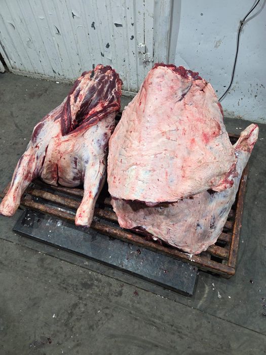Мясо говядины конины тушами