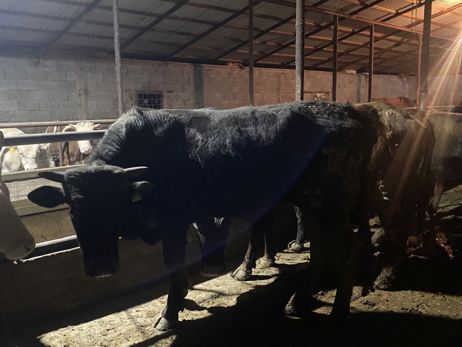 Продам бык. Бұқа сатылады