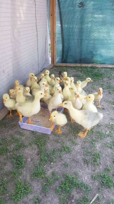 Продаются индюки и гуси