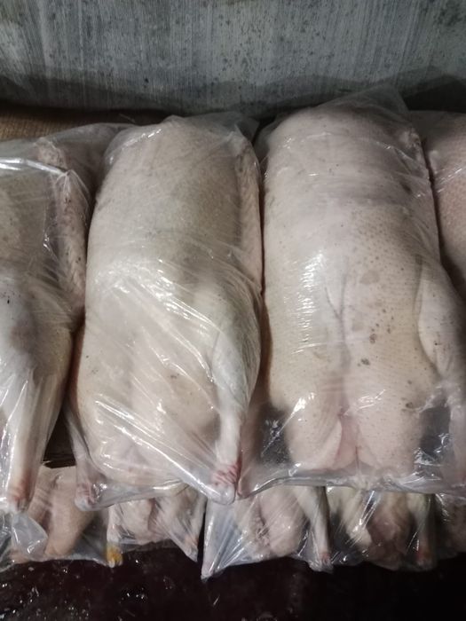 Продам гусей гусей.