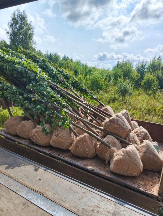 Ели яблони Груши тополя