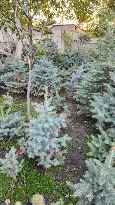 Goluboy archa yel chet eldan blue spruce (colorado spruce) mehr bilan!