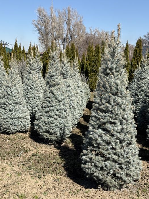 Яблони ель газон туя