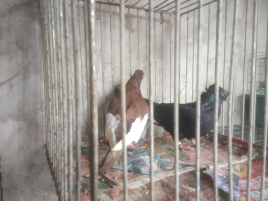 Продавам чифт кабаци