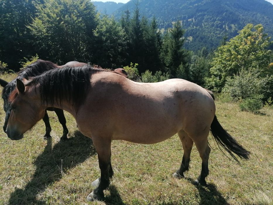 Cal   de   vânzare