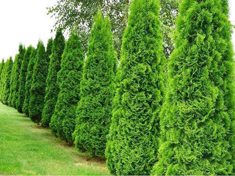 Producator Butasi plante ornamentale de gradina, Buxus, Tuya, Gard viu