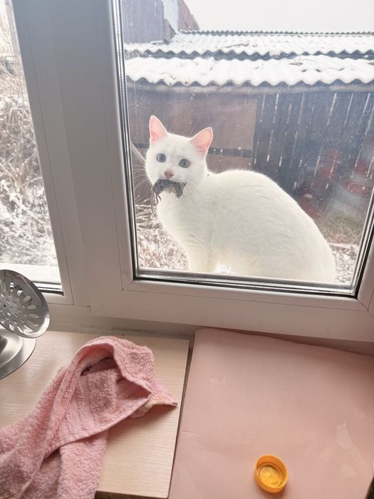 Кот кастрированный
