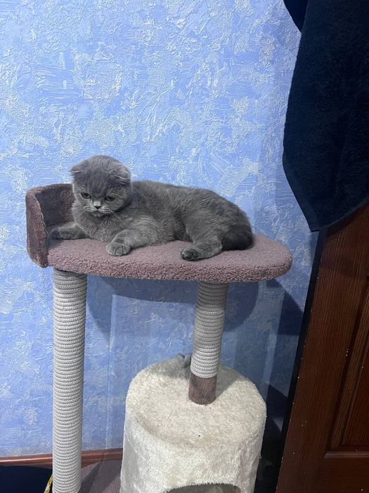 Скотиш фолд 1год девочка,со всеми пренодлежлестями!