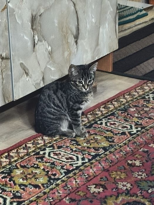 Отдам кошек в хорошие руки