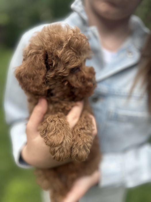 Пудел мини пудел той пудел