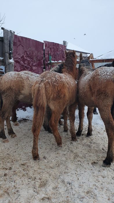 Жабағы Жеребят еркек сатылады