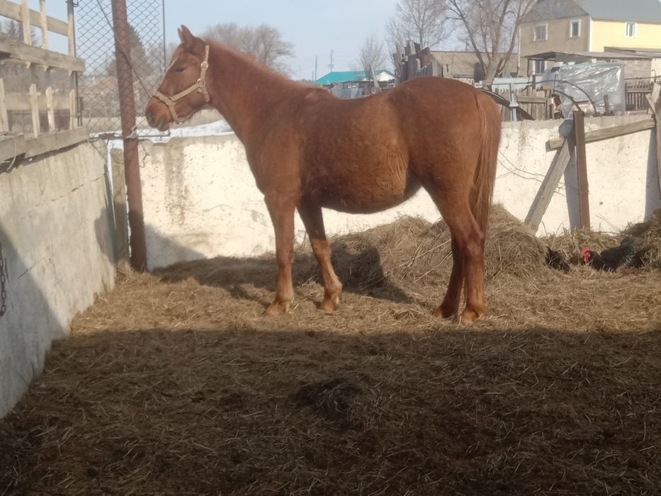 Продам две кобылы полукровки.