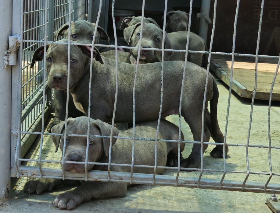 ТОП Американско були хл American bully xl ABKC