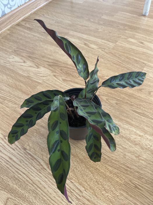 Комнатные цветочки