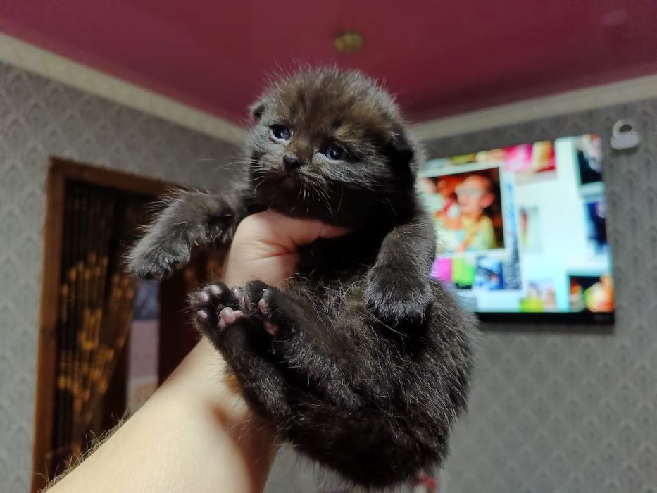 Вислоухий Мальчик.