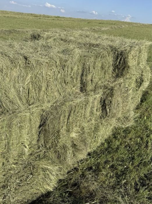 Продам сено,тюки,рулоны