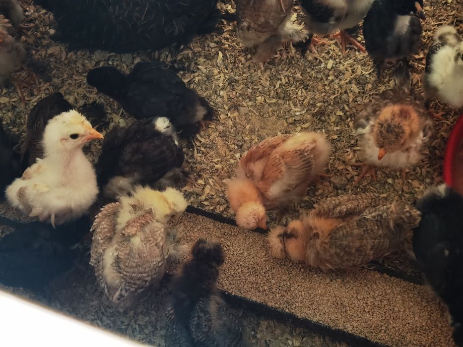 Vând pui încălțați de 2 săptămâni