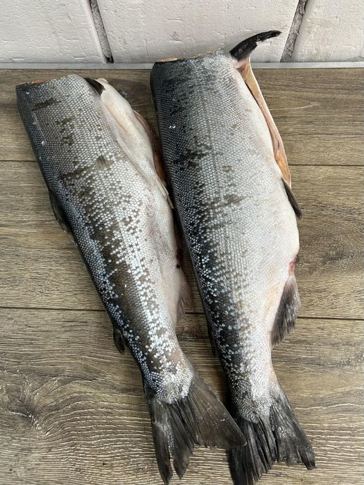 Кета, кижуч, горбуша, сиг, голец и т. Д.