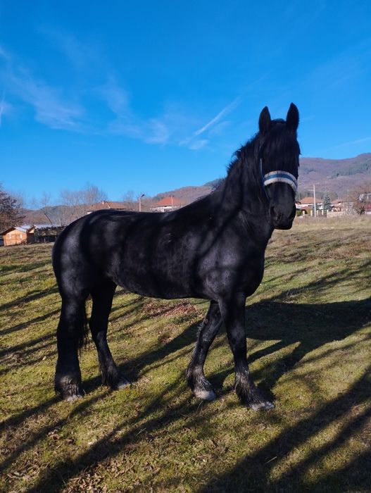 Продавам кобили Дунавка и Фрезийка