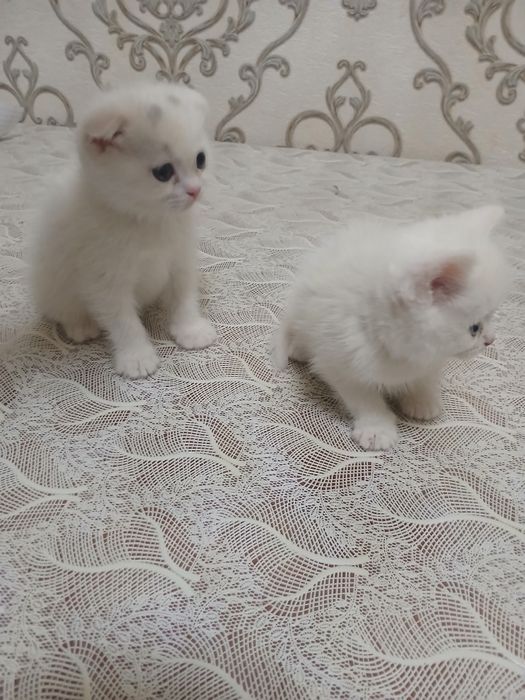 Продам пародистых катят скотиш страйд и фолд