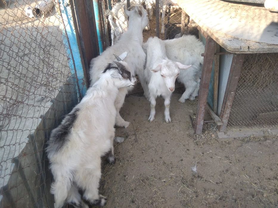 Сүтті орыс ешкісі бар.