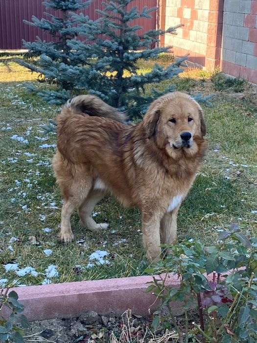 Тибетский Мастиф на вязку