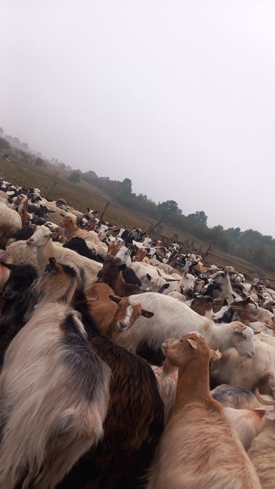 Vând sau schimb cu oi