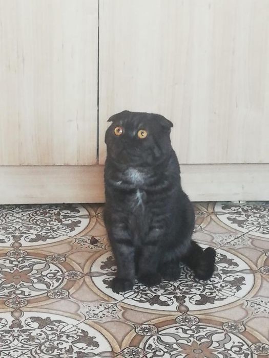Продам котят веслоухих