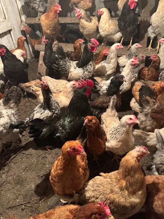 Продам домашний петухи