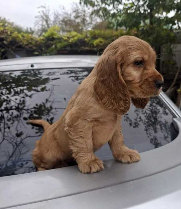 Cocker Spaniel Canisa autorizata