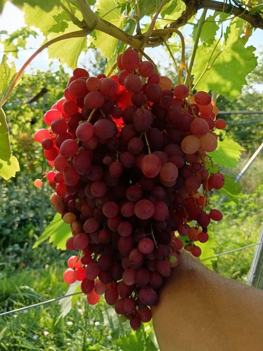 Vita de vie soiuri Apirene la ghiveci