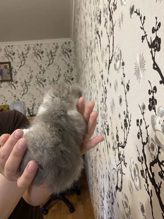 Британская короткошерстная кошка