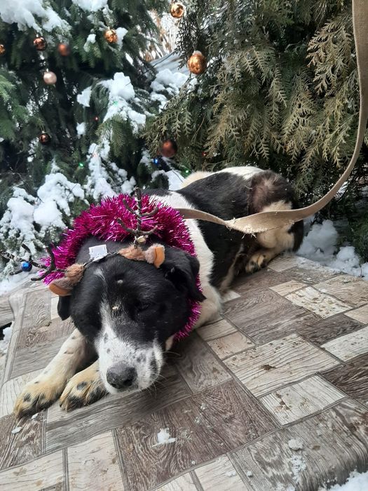 ПорОдиСтыЕ соБаЧки