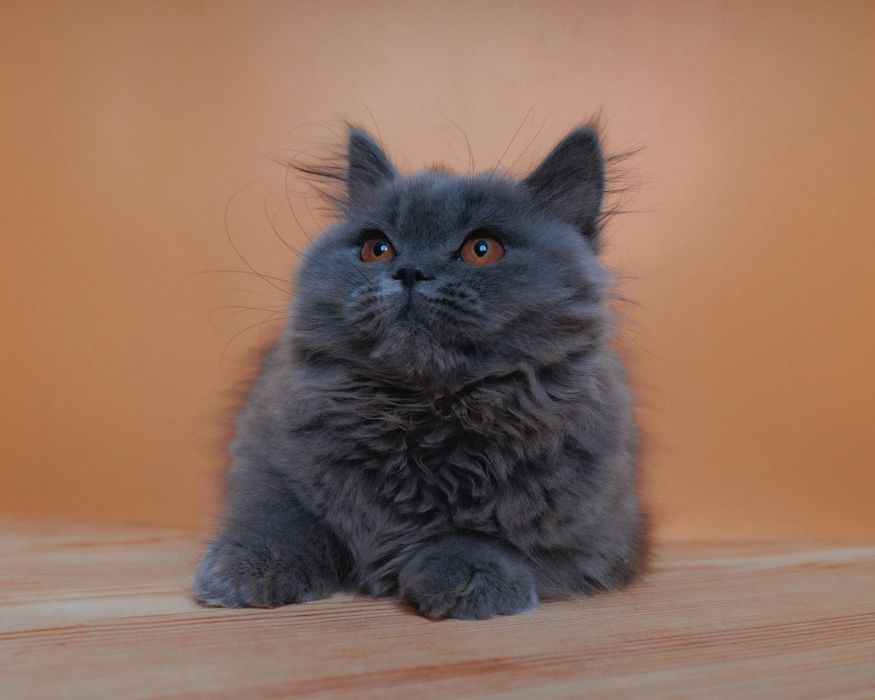 Британский котенок голубой окрас