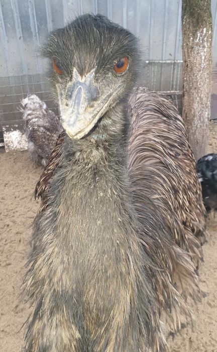 Vand  pereche EMU (struț mic)