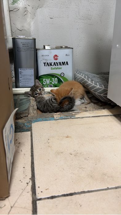 Отдам котят в любящие руки