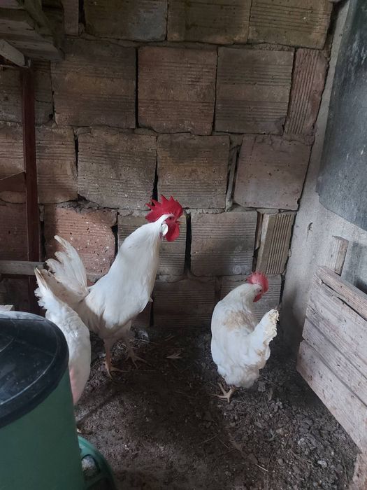 Яйца за люпене от бял Легхорн 0,80