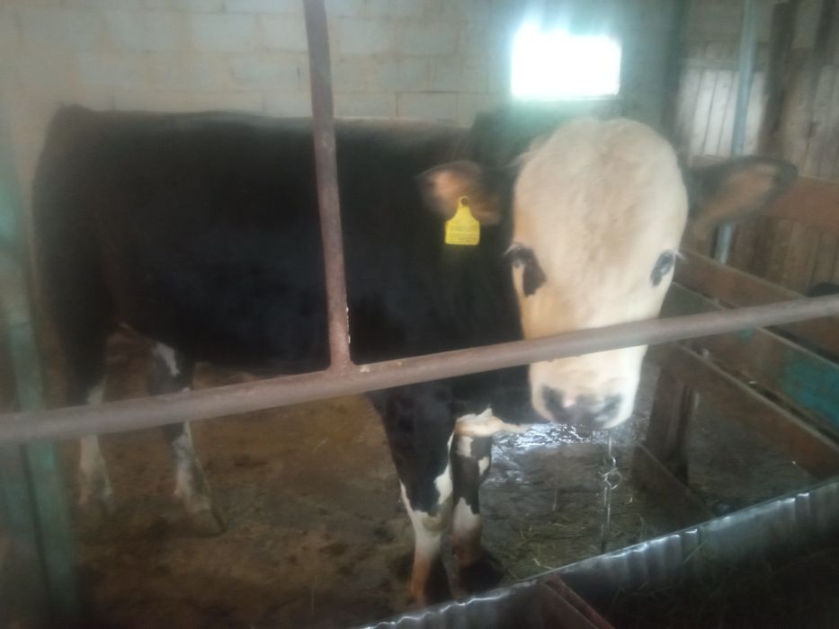 Продам бычка комолый