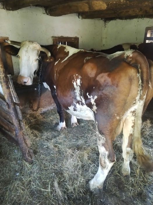 Vand vaca balanță