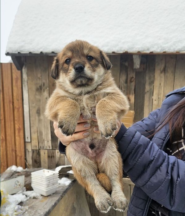 Отдам щенка 2 месяца