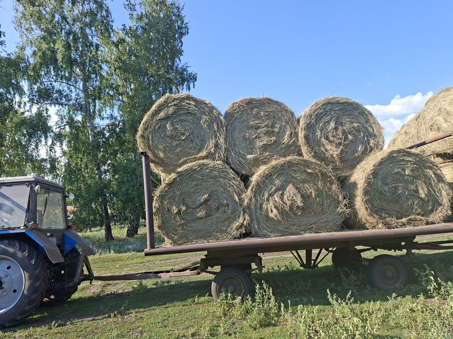 продам сено зеленое
