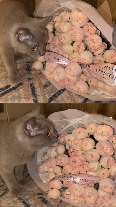 Отдаем кошку в добрые руки