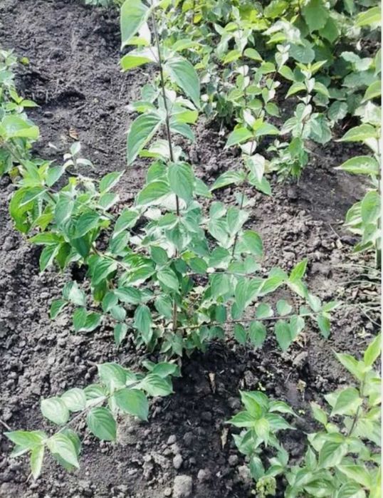 Саженцы Кизил садовый сорт лукъяновскийи