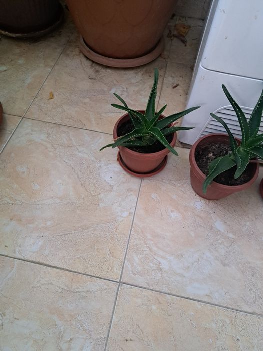 Алое вера за лек