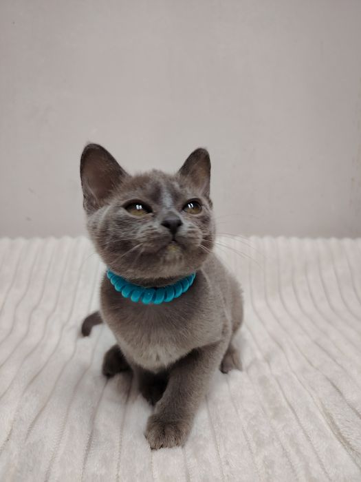 Европейская бурма