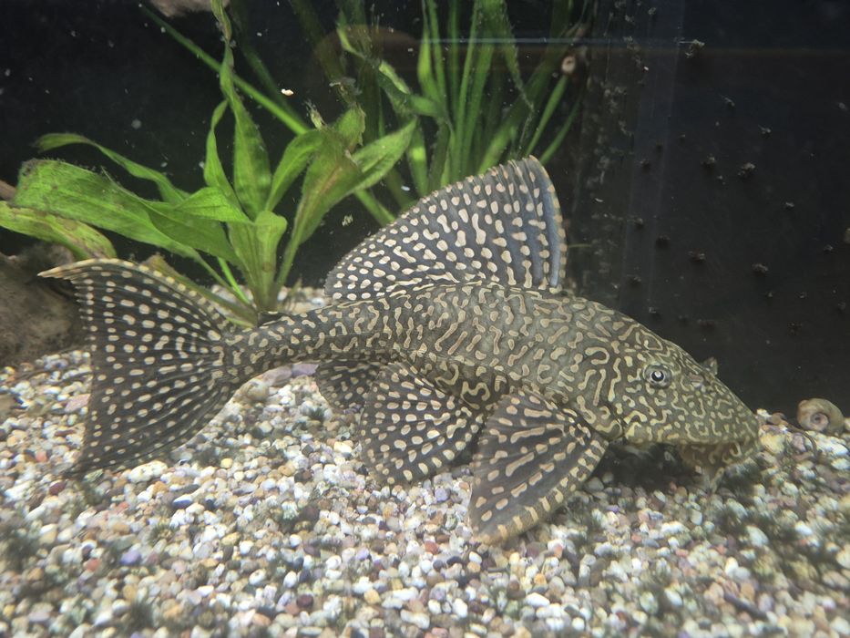Vand pesti de acvariu, Endleri si Hypostomus Plecostomus cca 20cm