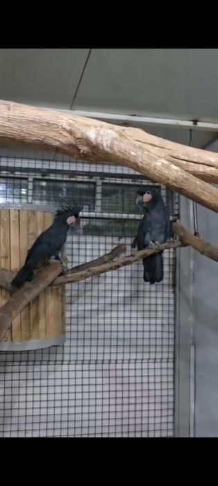 Галиаф на прадажу