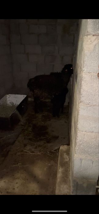 Қозылы қой сатылады